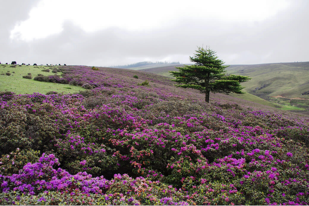 麗江戶外徒步線路,麗江戶外拓展,麗江戶外徒步,麗江企業團建,麗江老君山徒步