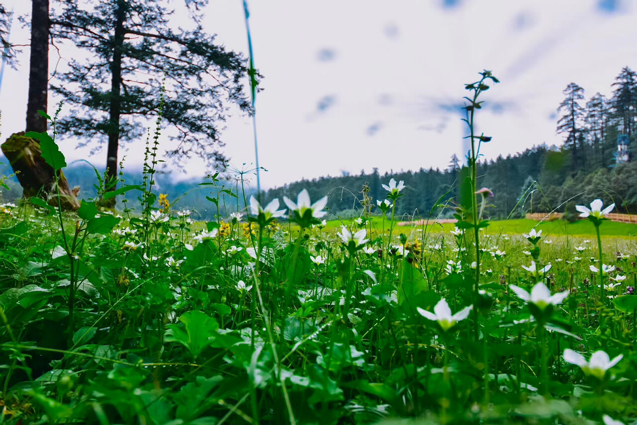 麗江玉龍雪山云杉坪景區