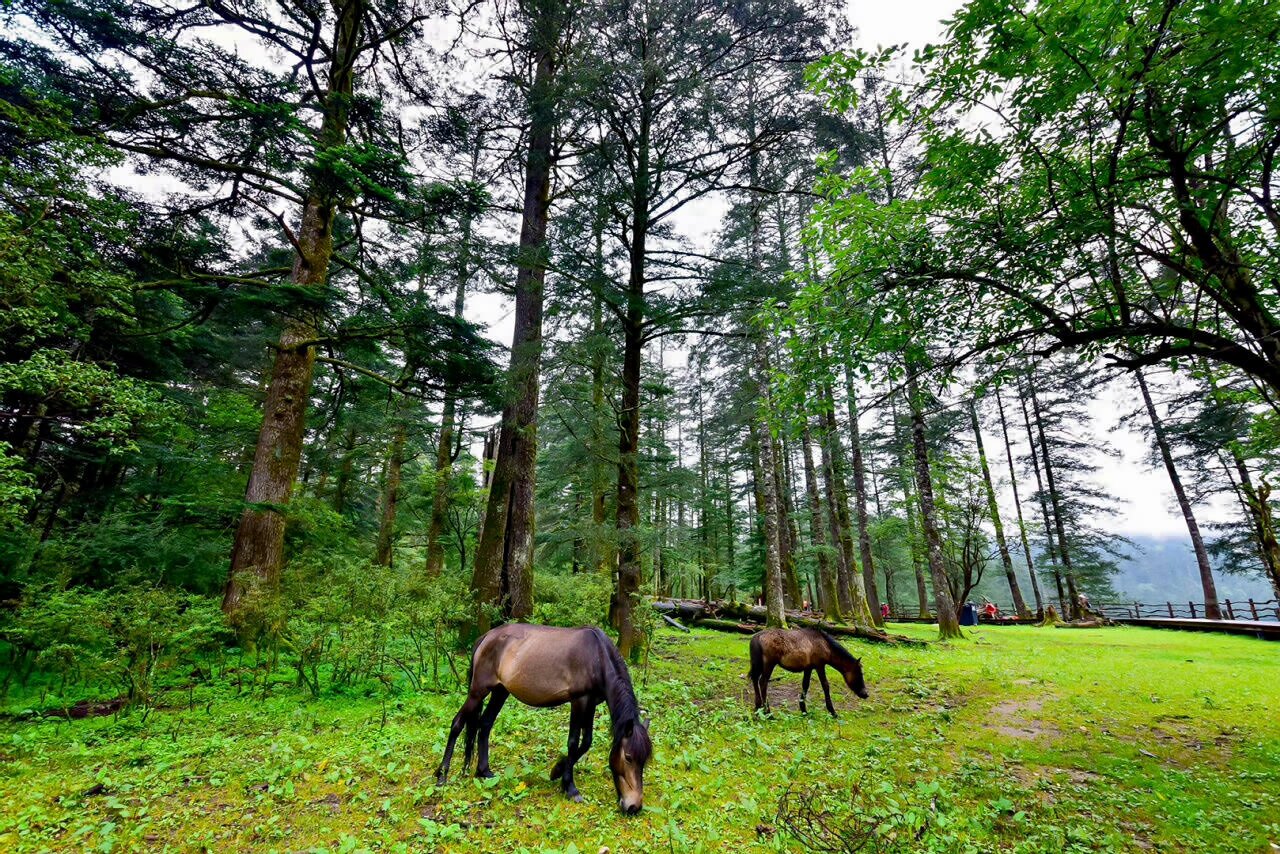 麗江玉龍雪山云杉坪景區