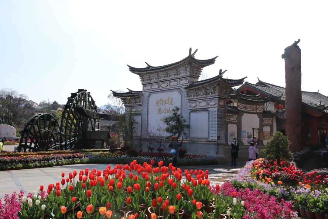 年味足、春意濃! 麗江古城春節假日旅游回暖