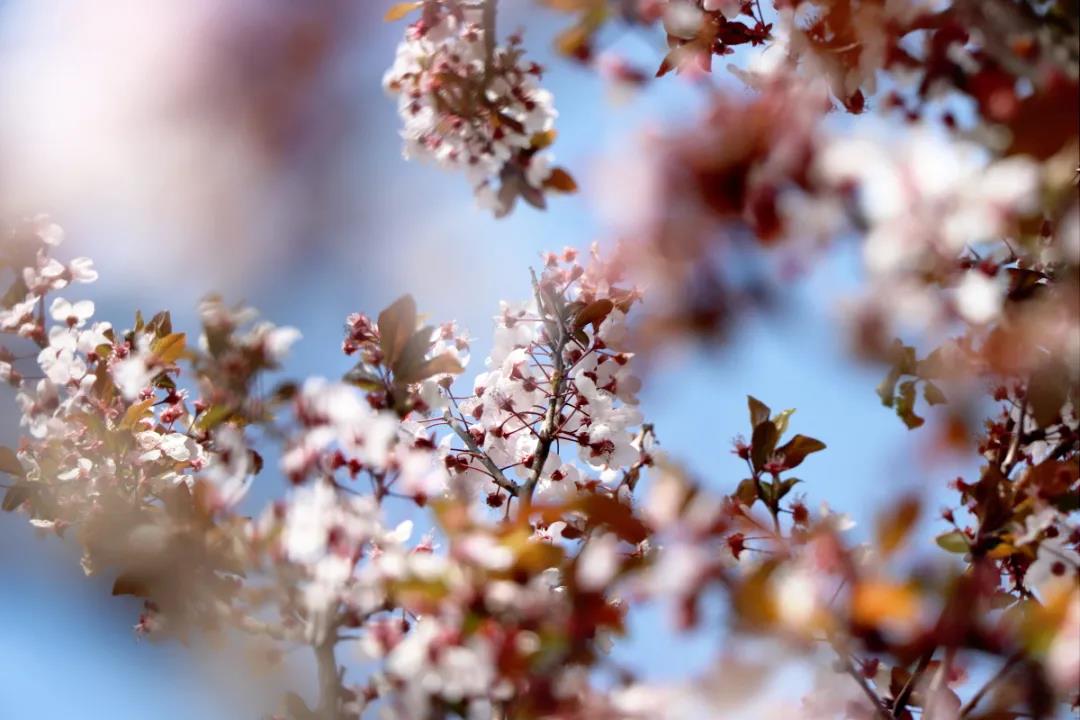 麗江的李子花開了，你聞！是春天的味道……