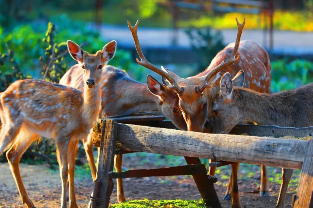 麗江試乘試駕獵鷹谷景區