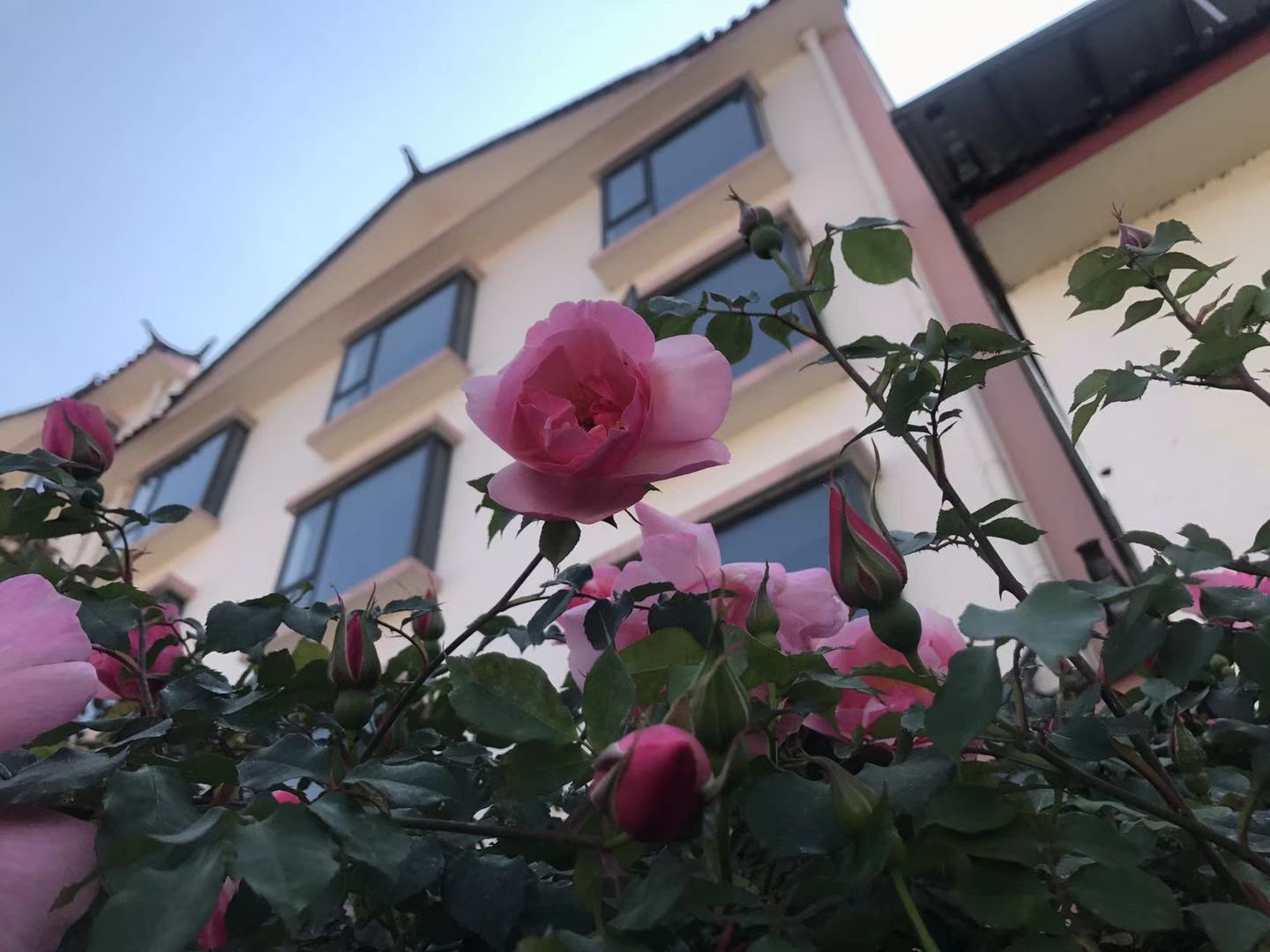 這些照片告訴你，麗江的春天有多美！