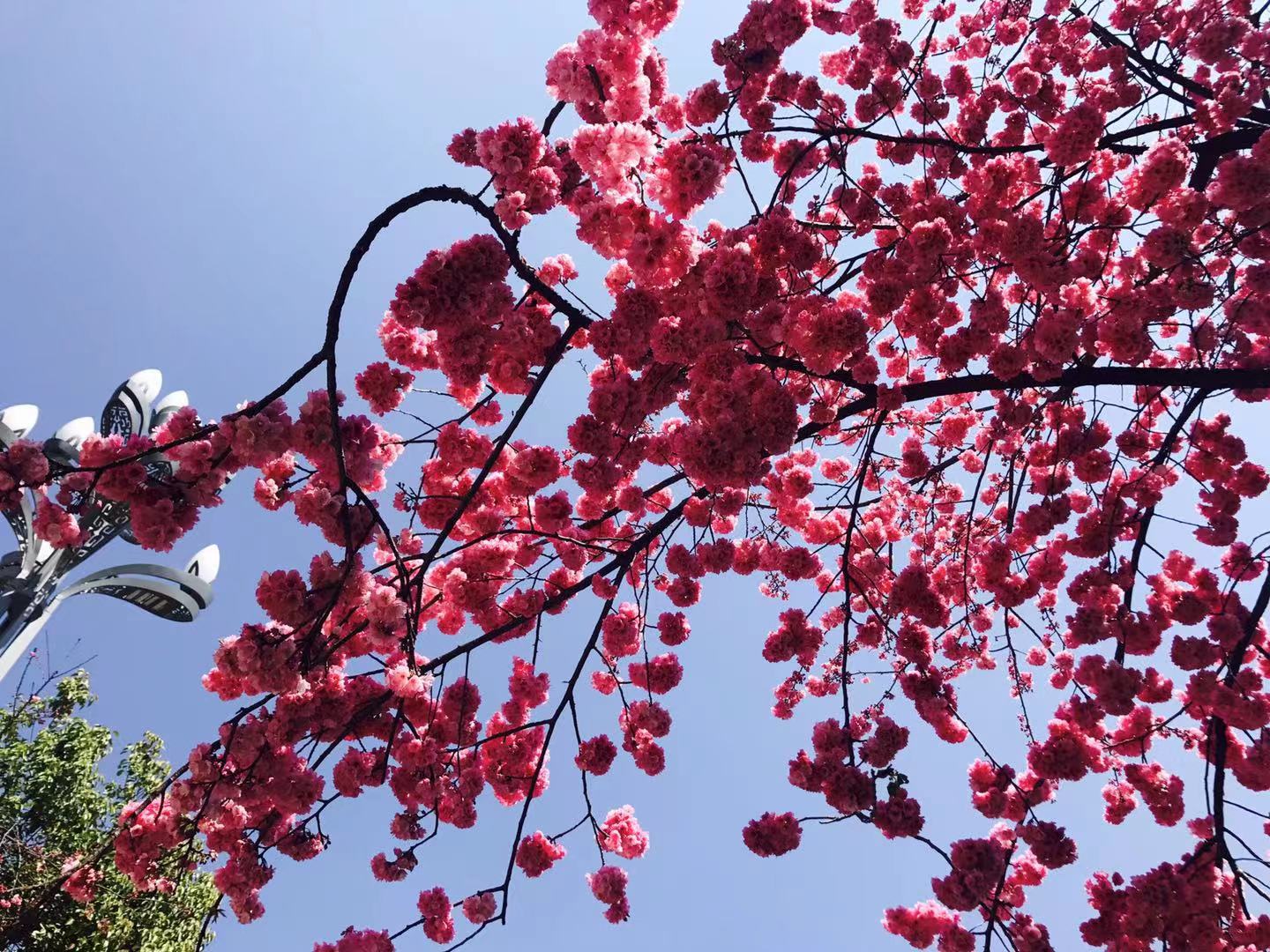 絕美！麗江最美櫻花大道迎春怒放，你再不來，她就謝了！