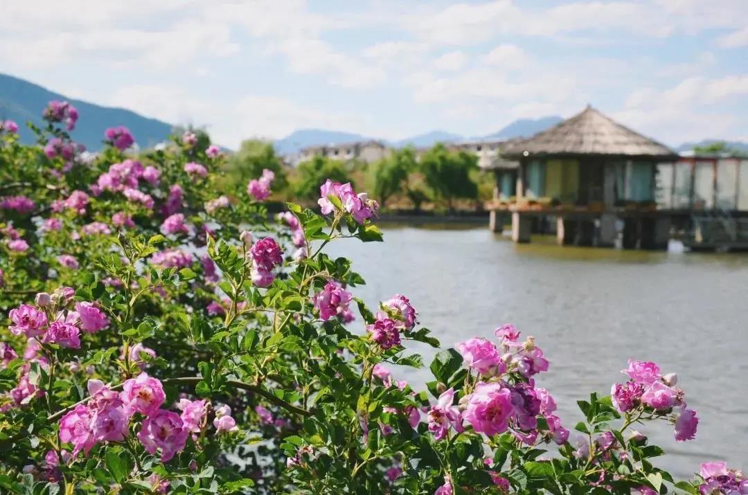 陽春三月，來這里偶遇花仙子、品花釀美酒，奔赴一場“花癡”盛宴