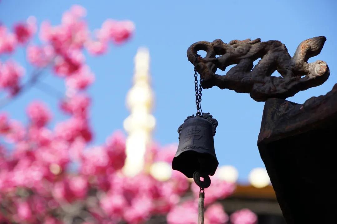 最美櫻花藏古寺，百年櫻花笑春風，麗江普濟寺春色你還沒領略過？