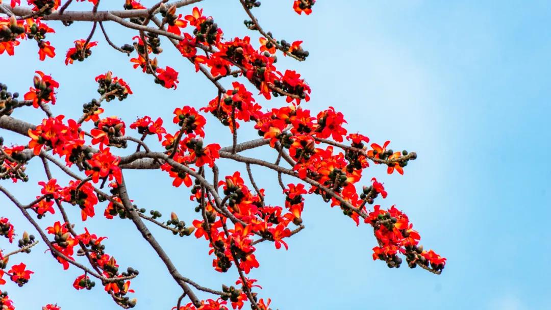 紅紅火火！麗江華坪攀枝花熱烈綻放，美不勝收