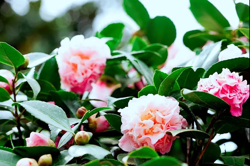 玉龍山下，悠悠古巷，花意正濃