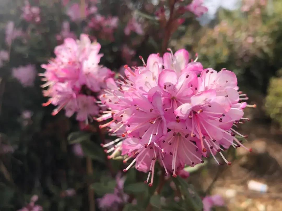 麗江這個地方的十萬多株馬纓杜鵑綻放，美得一塌糊涂！