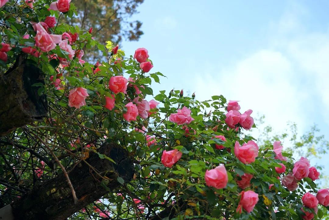 四月，義無反顧地趕赴一場轟轟烈烈的盛宴……