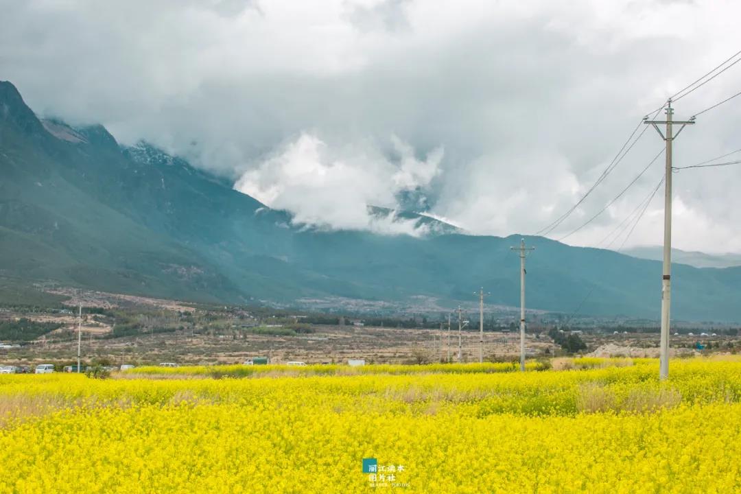 太美了！麗江這里有近三百畝油菜花盛開，周末就去打卡！