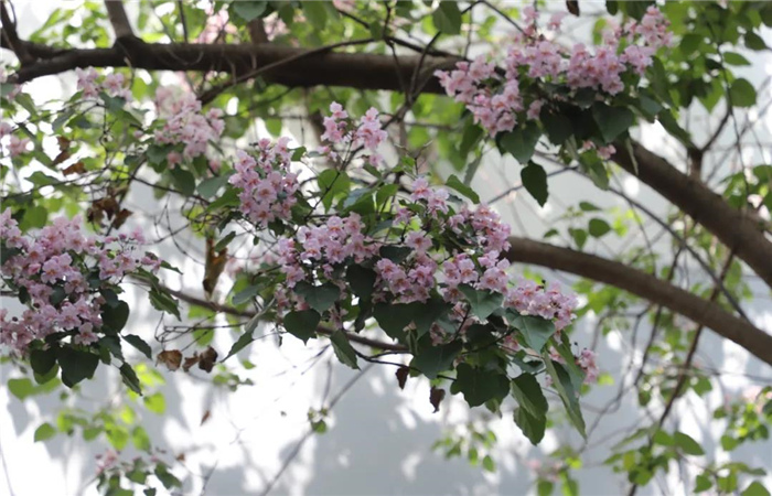 麗江楸木花開，整座城市更加精致！