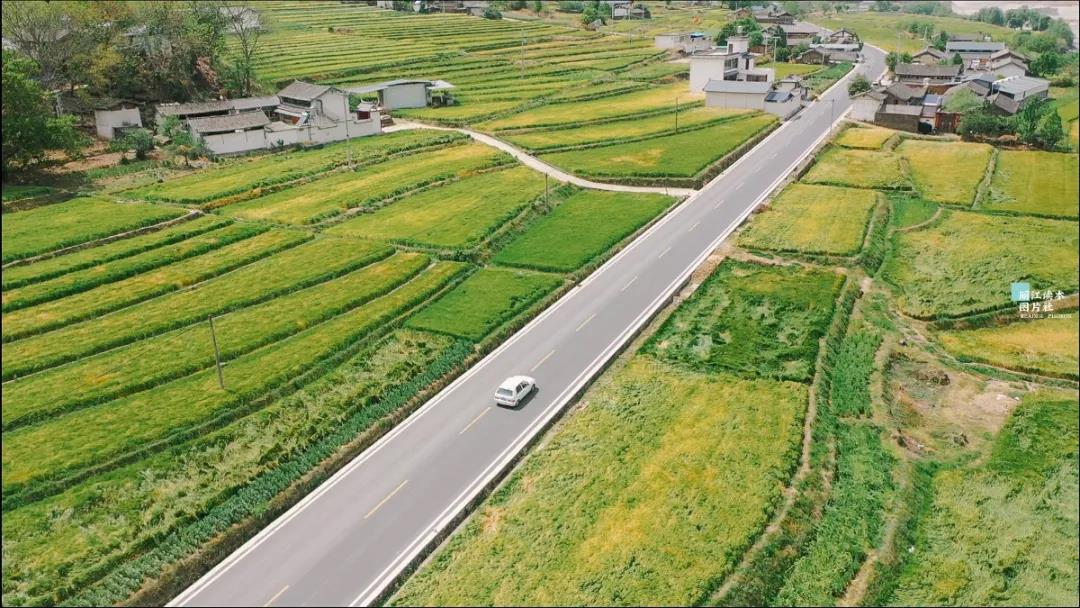 麗江江邊巨甸正是“風吹麥浪”時，千畝青綠麥田，太美了！