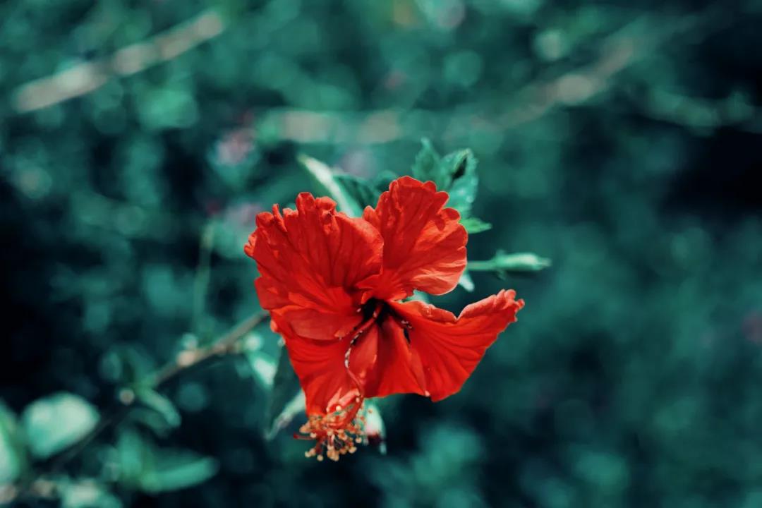 大美永勝！季節在這里，遺忘更替……