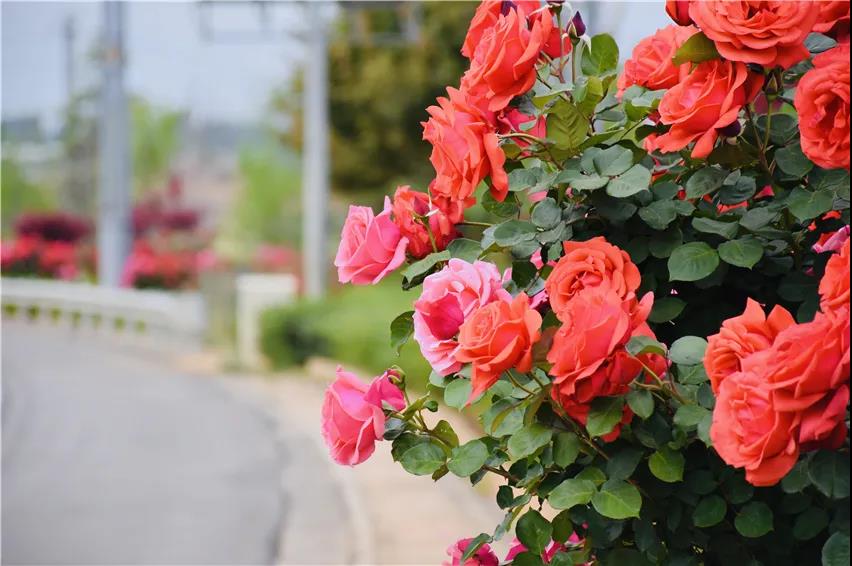 綿延12公里的月季大道、設(shè)計(jì)多樣的11個(gè)環(huán)島、96座花拱門(mén)…花園城市已初顯雛形！
