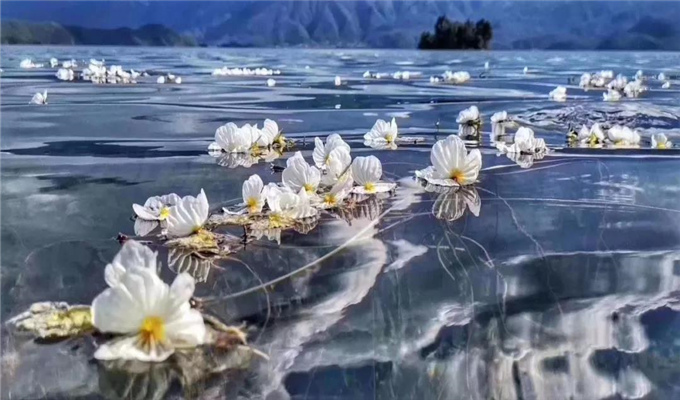 麗江旅游 戲水、弄花！瀘沽湖最美的季節到了！