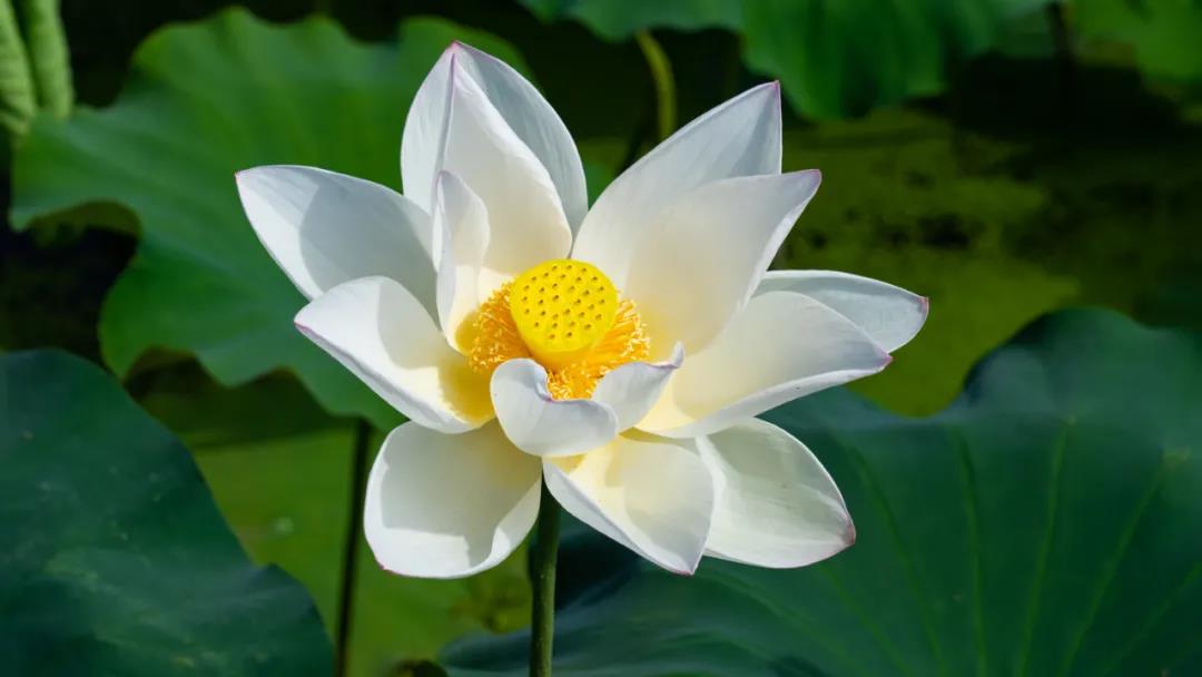 美了！三川荷花已悄然綻放，即將驚艷整個夏天！