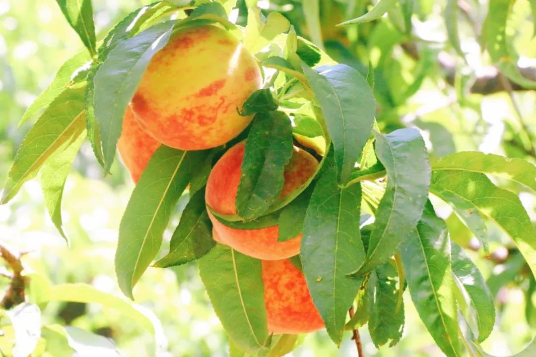 如果錯過了摘櫻桃摘草莓的季節，麗江城郊金沙江邊，竟藏著一處采摘樂園