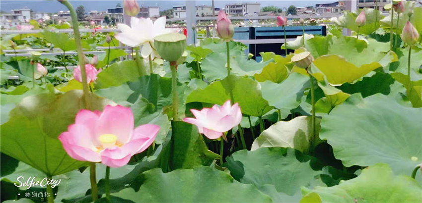 不到三川荷塘走一走，整個夏天就算白過啦！