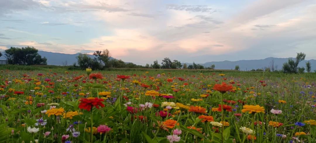 這片在麗江城邊開(kāi)放的花海，終于被發(fā)現(xiàn)了！