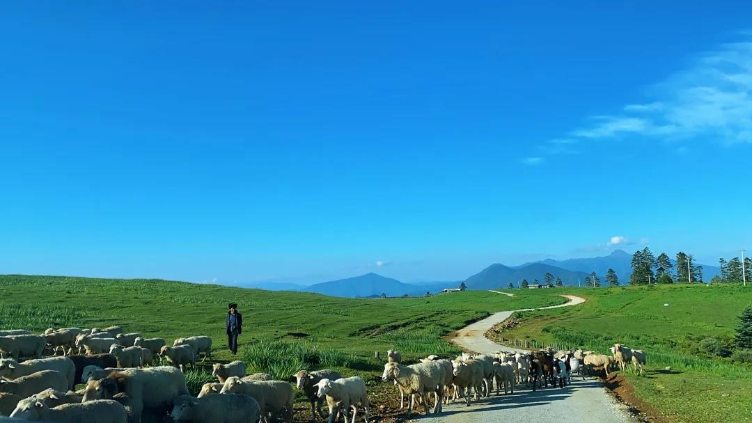 草原、花海！麗江竟藏著這樣一個秘境…