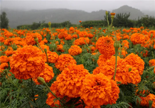 麗江多處萬壽菊競相綻放，上千畝花海，美爆了！