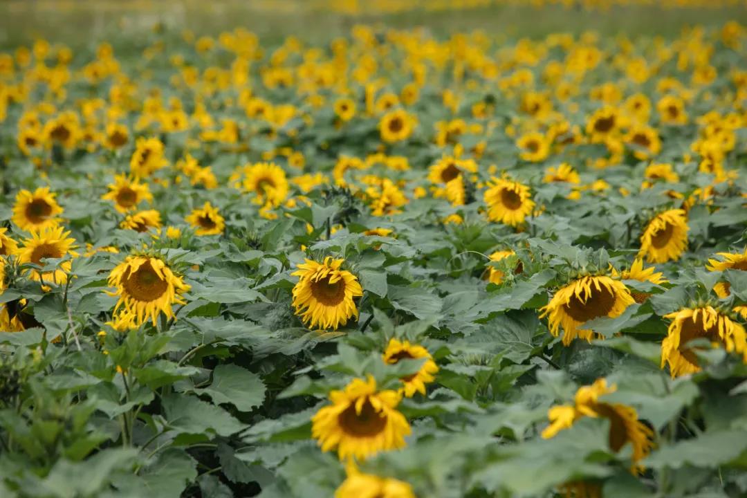 麗江傳媒公司：雪山腳下百畝向日葵盛開！一起去麗江小眾旅游景點打卡