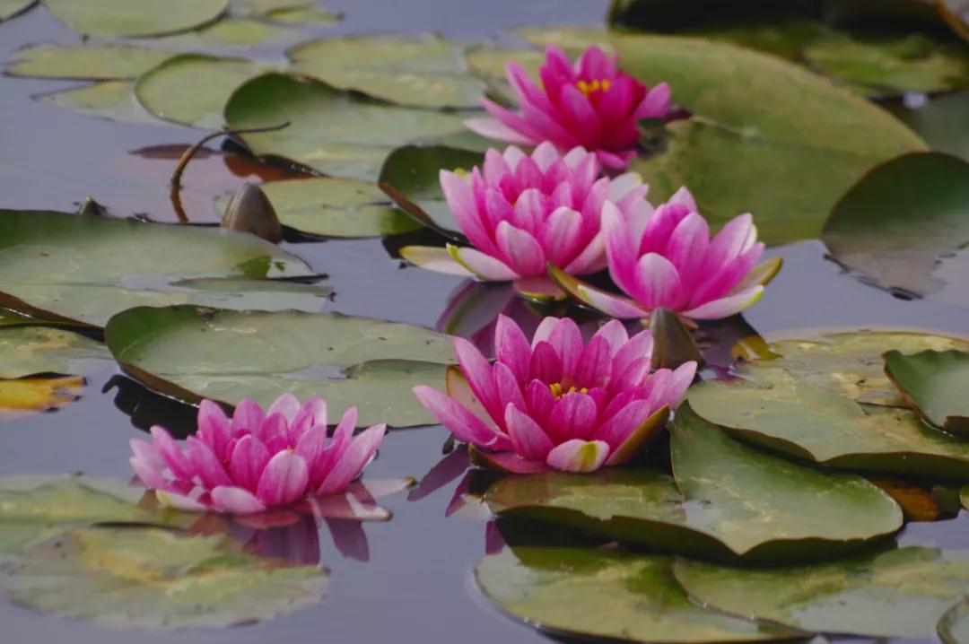 美爆！麗江這里的睡蓮開啦，隨手拍都是大片