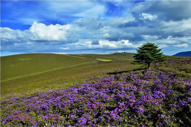 麗江小眾旅游景點推薦：麗江黎明格拉丹草原，來麗江旅游不可錯過的美景