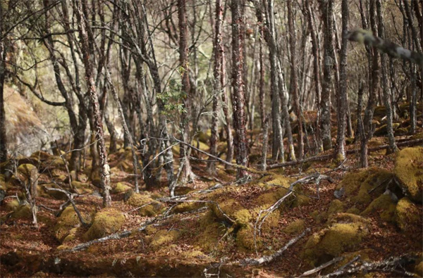 麗江傳媒公司：在冬日來臨前，徒步斑斕原始森林，探秘麗江最后的隱世凈土！