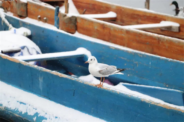 麗江團建好時節：瀘沽湖下雪啦！快帶上小伙伴一起來玩耍吧！
