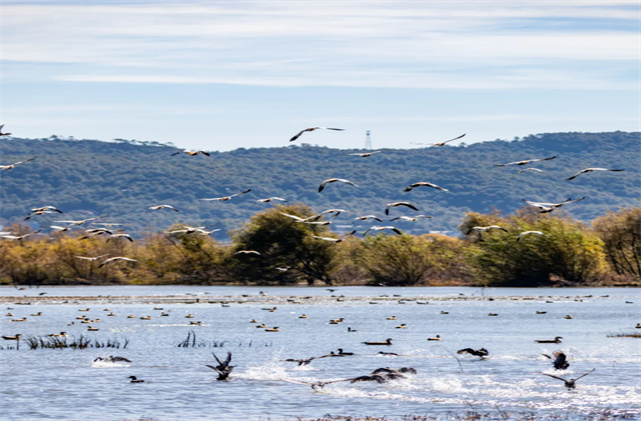 來麗江啦，77000+只候鳥！