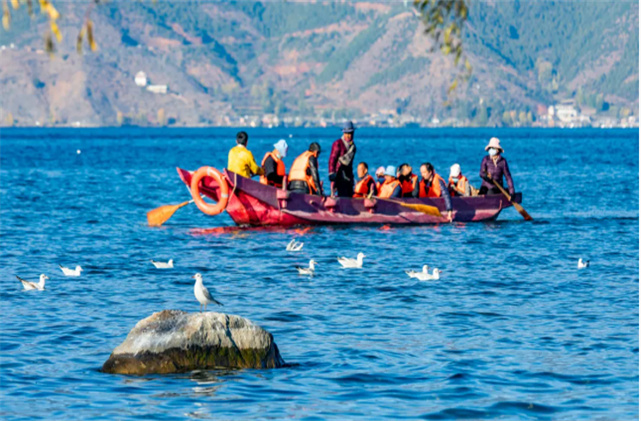 看！它們又來(lái)了