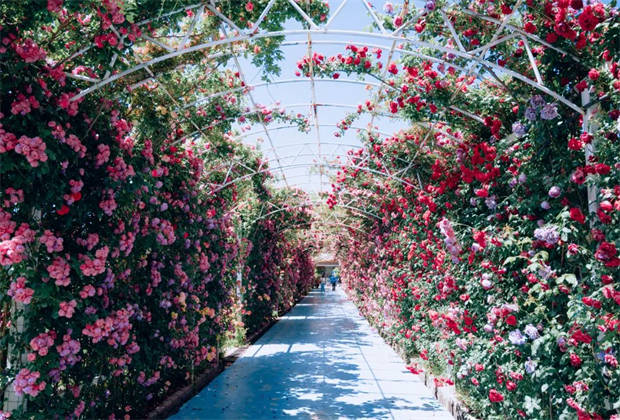 麗江的“莫奈花園”，盛開了