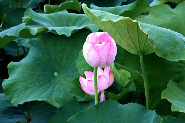 為什么一定要去麗江三川？