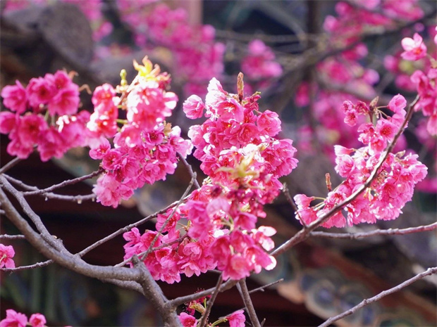 云南旅游,云南旅行社,云南團(tuán)建公司,云南會(huì)議公司,云南策劃公司,麗江旅游,麗江旅行社,麗江團(tuán)建公司:再不看就來(lái)不及了，普濟(jì)寺的櫻花又開了……