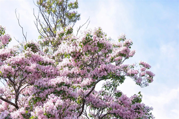 云南旅游,云南旅行社,云南團(tuán)建公司,云南策劃公司,云南會(huì)議公司,麗江旅游,麗江旅行社,麗江團(tuán)建公司,麗江策劃公司：楸木花開，該去束河古鎮(zhèn)一趟了