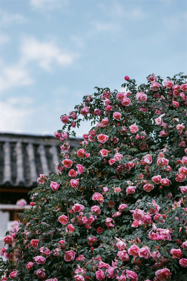 云南旅游,云南旅行社,云南團(tuán)建公司,云南策劃公司,云南會(huì)議公司,麗江旅游,麗江旅行社,麗江團(tuán)建公司,麗江策劃公司,麗江會(huì)議公司：一藤成景、孤株成林，有種幾乎接近于完美的花叫“麗江之路”